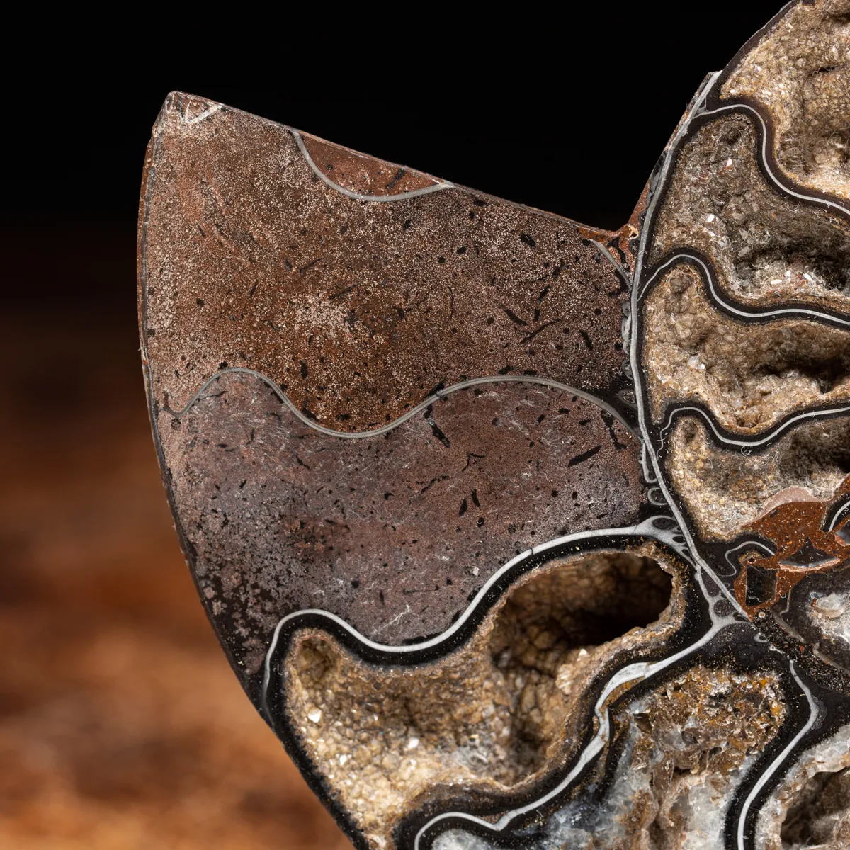 Ammonite Cleoniceras Nera