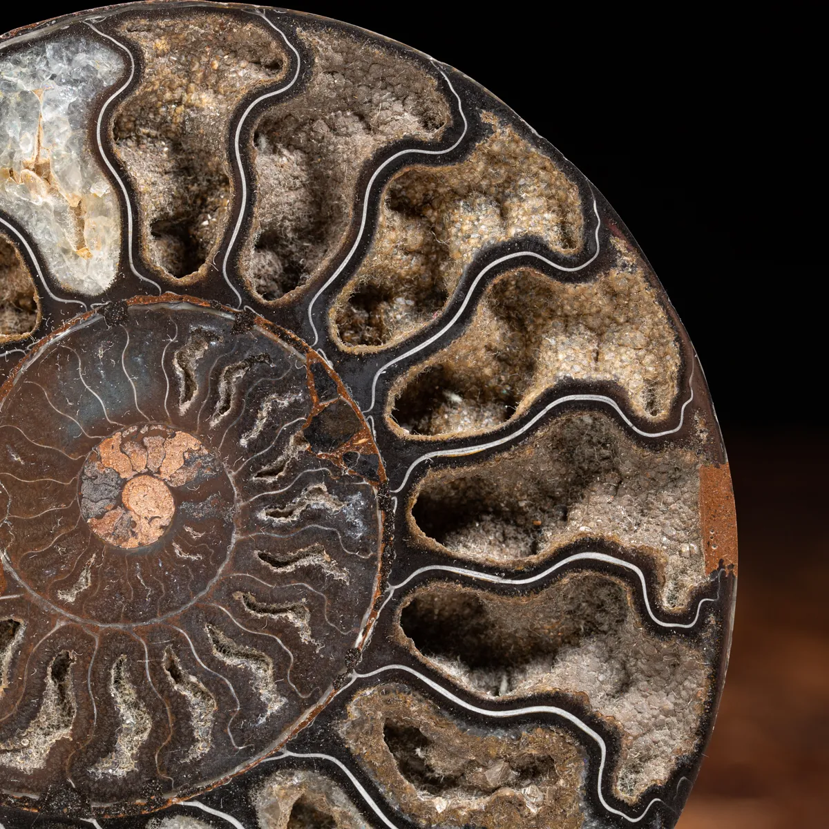 Ammonite Cleoniceras Nera