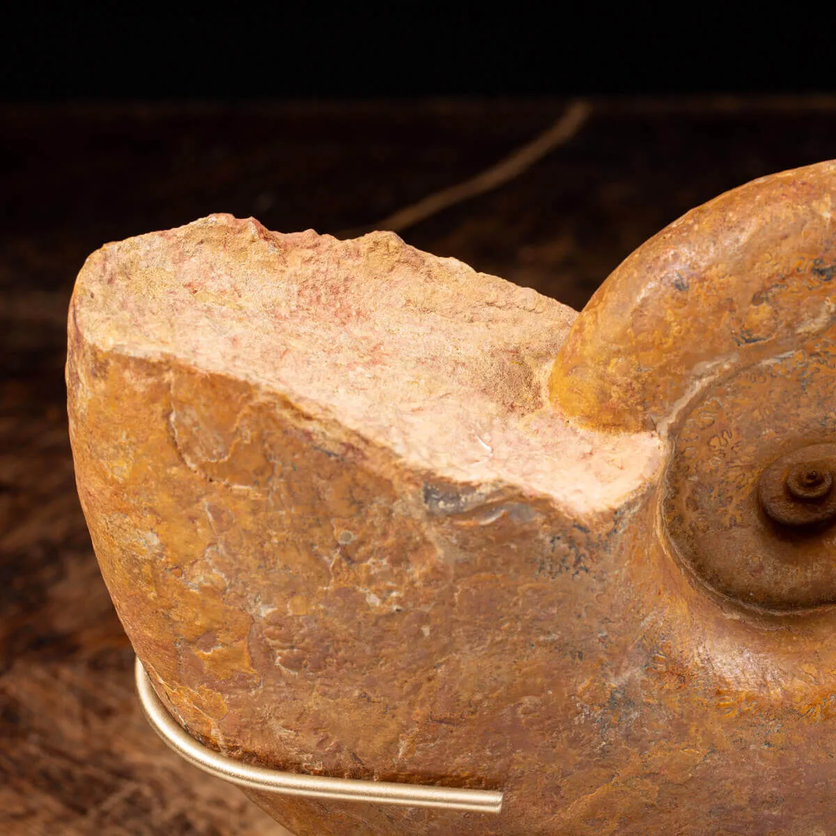 Ammonite Lytoceras Dilucidum