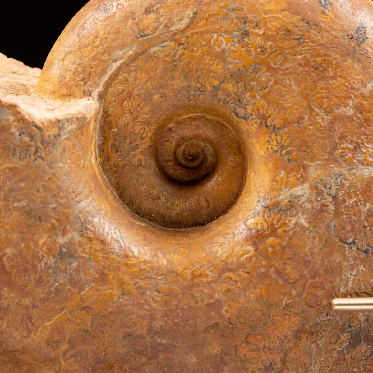 Ammonite Lytoceras Dilucidum