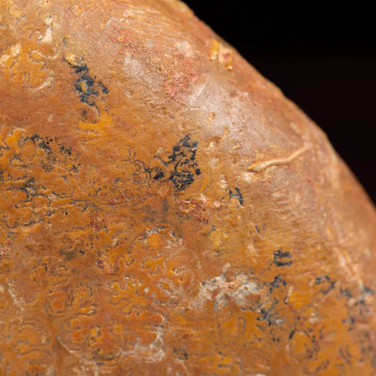 Ammonite Lytoceras Dilucidum