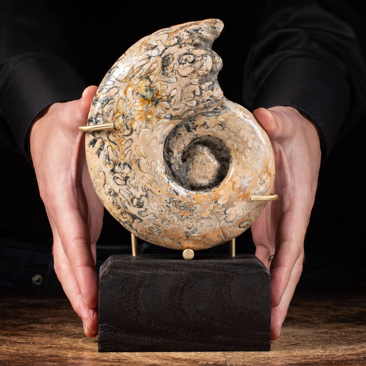 Ammonite Lytoceras