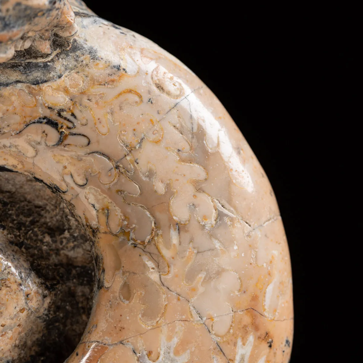 Ammonite Lytoceras