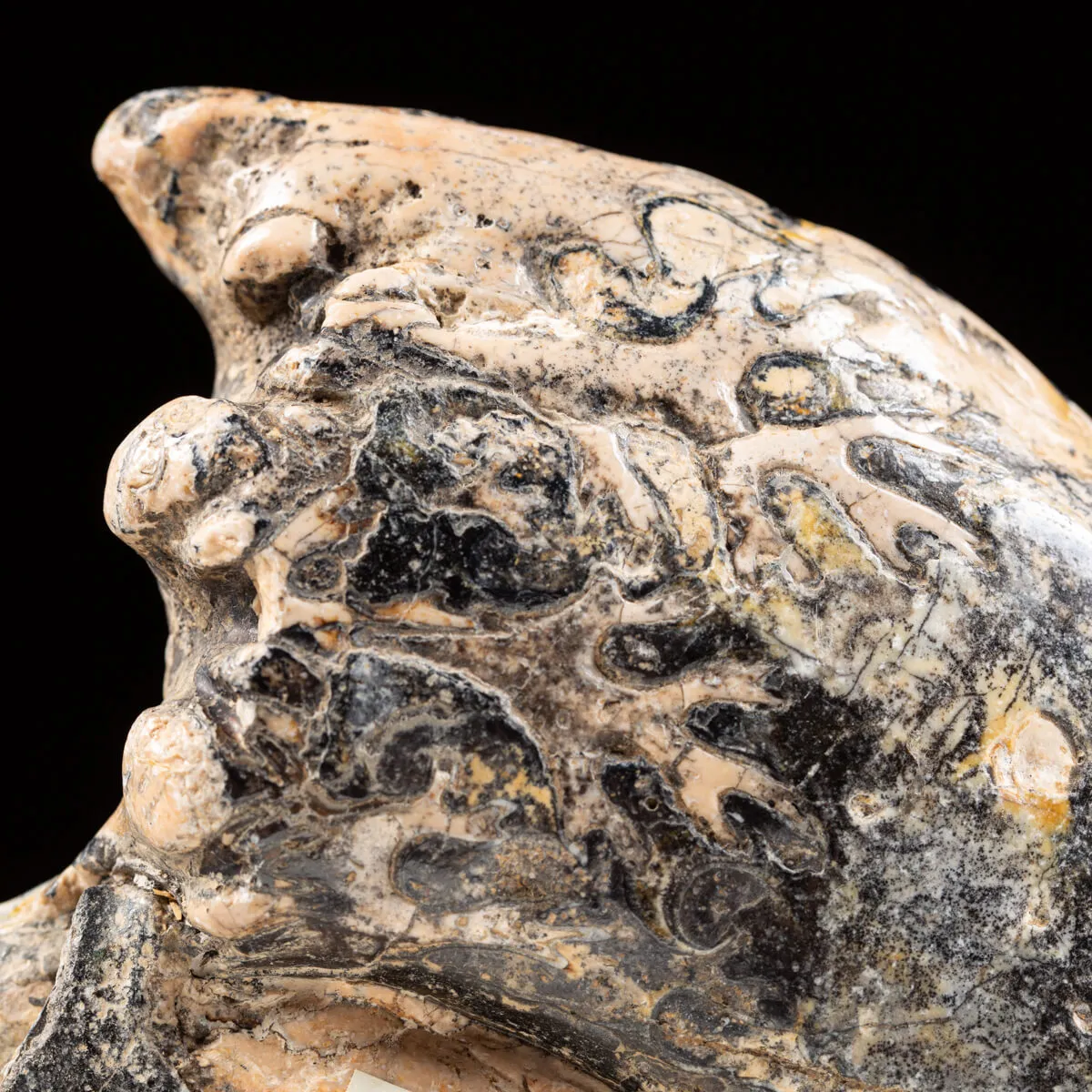 Ammonite Lytoceras