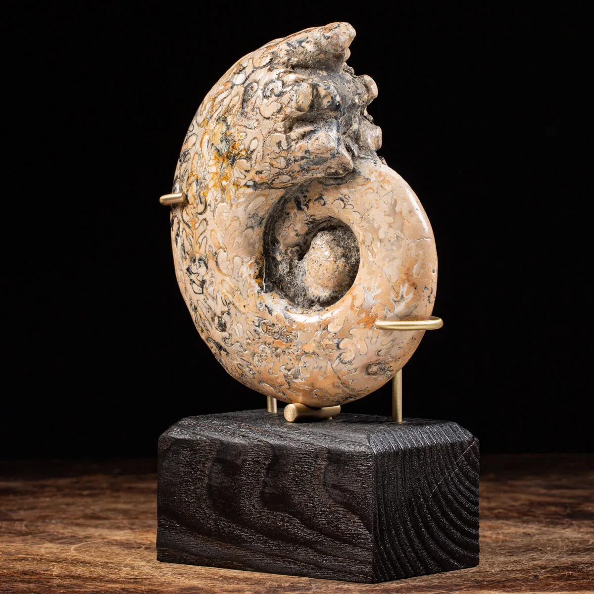Ammonite Lytoceras