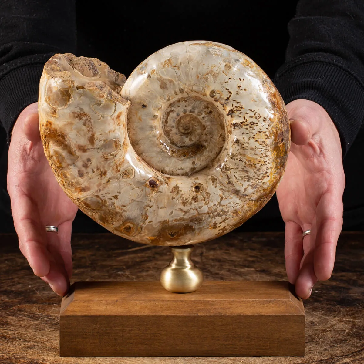 Ammonite Douvilleiceras