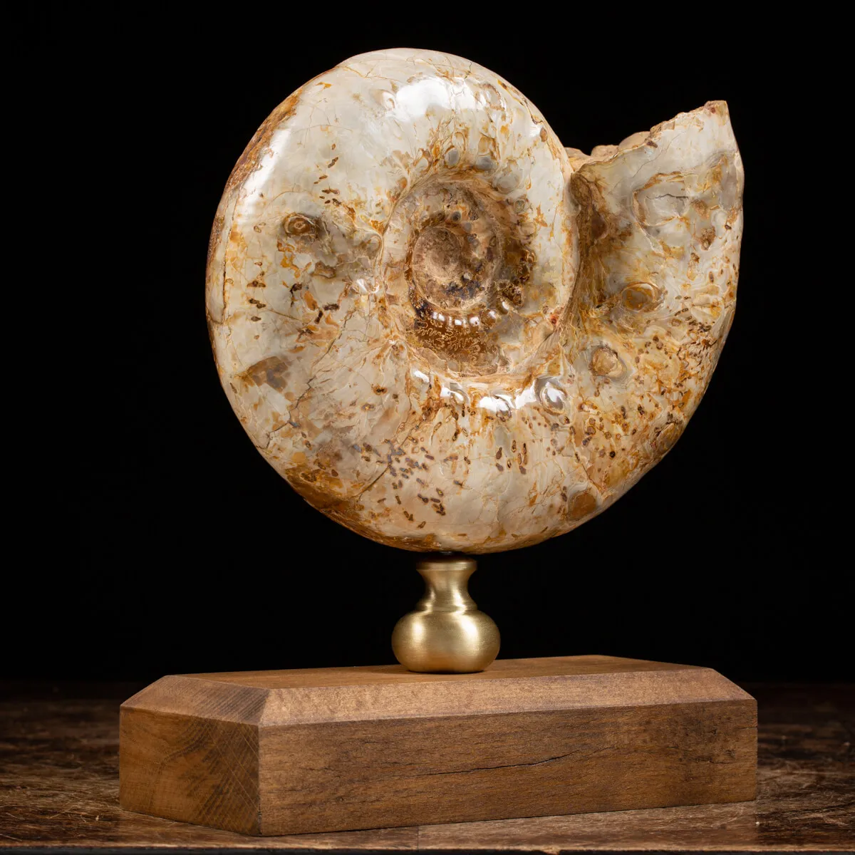 Ammonite Douvilleiceras