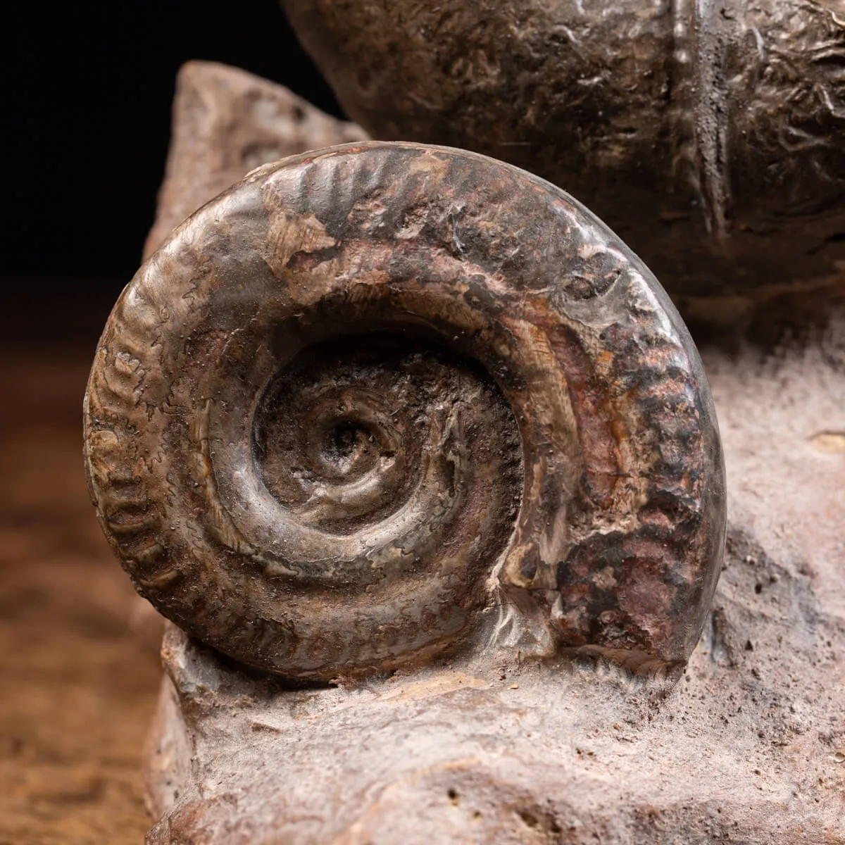 Ammonite Lytoceras Fimbriatum