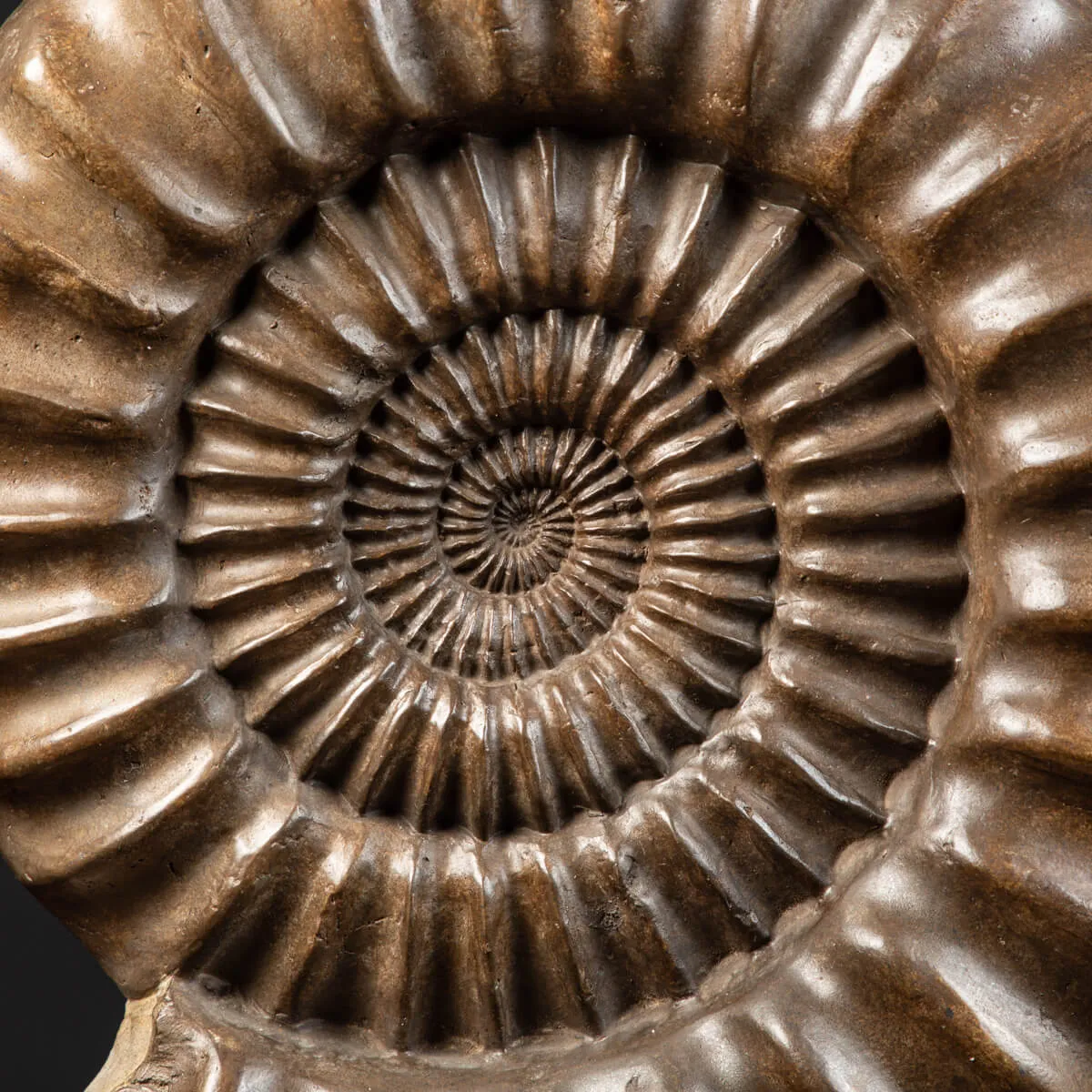 Ammonite Arietites Bucklandi