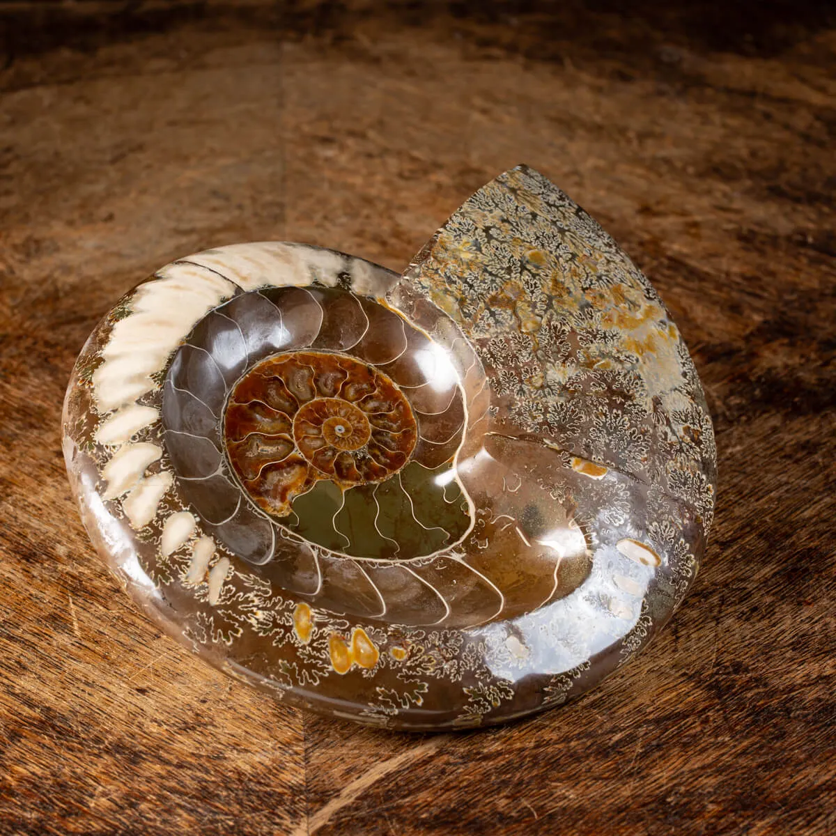 Ammonite Cleoniceras