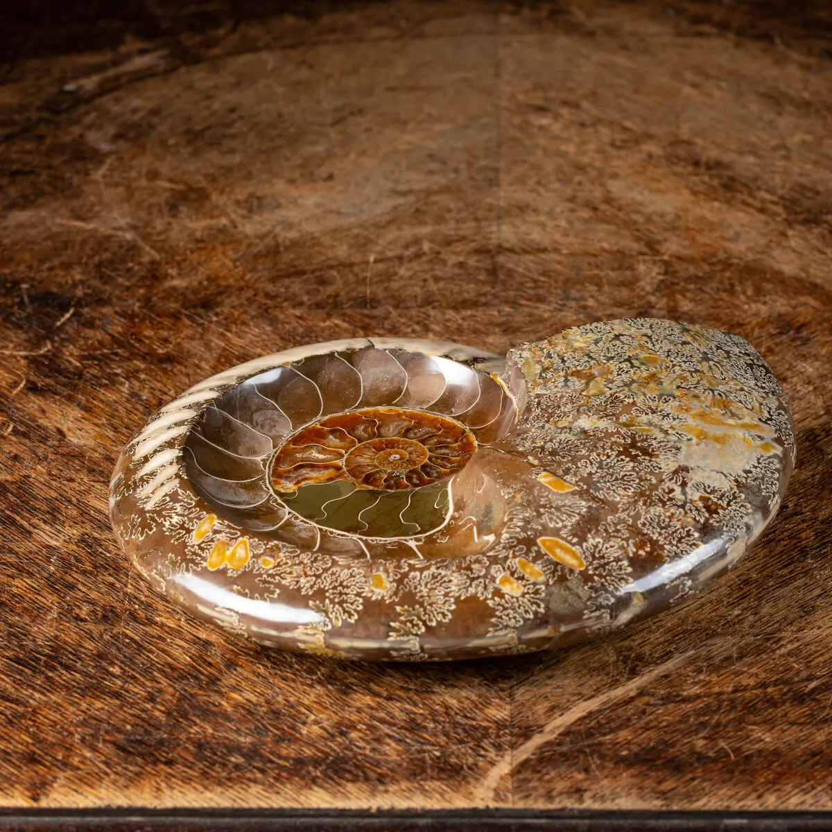 Ammonite Cleoniceras