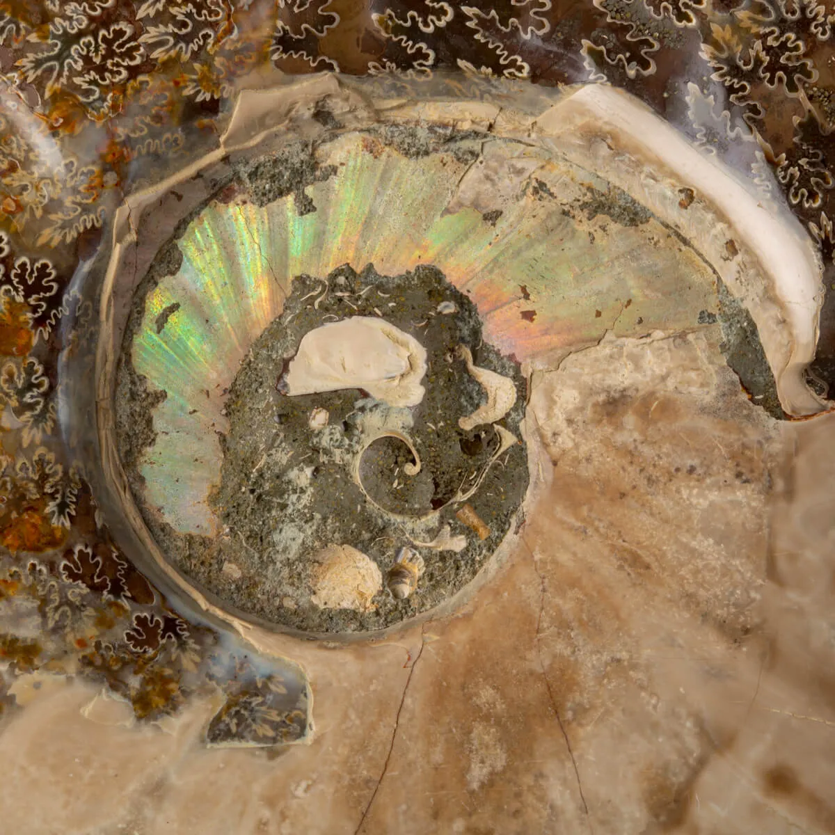 Ammonite Cleoniceras