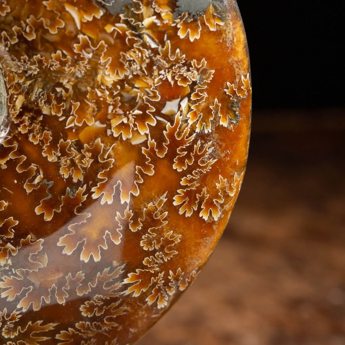 Ammonite Cleoniceras