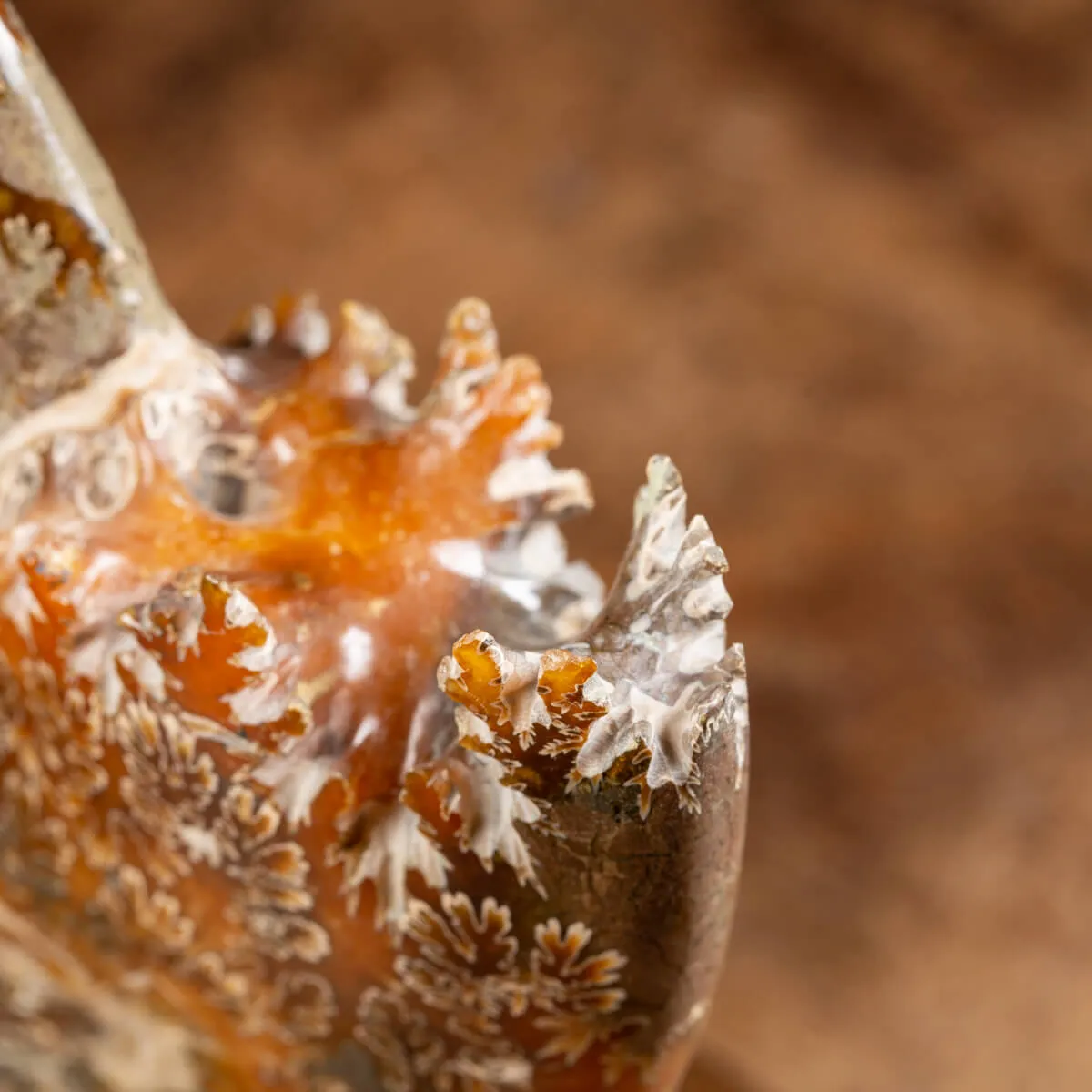 Ammonite Cleoniceras