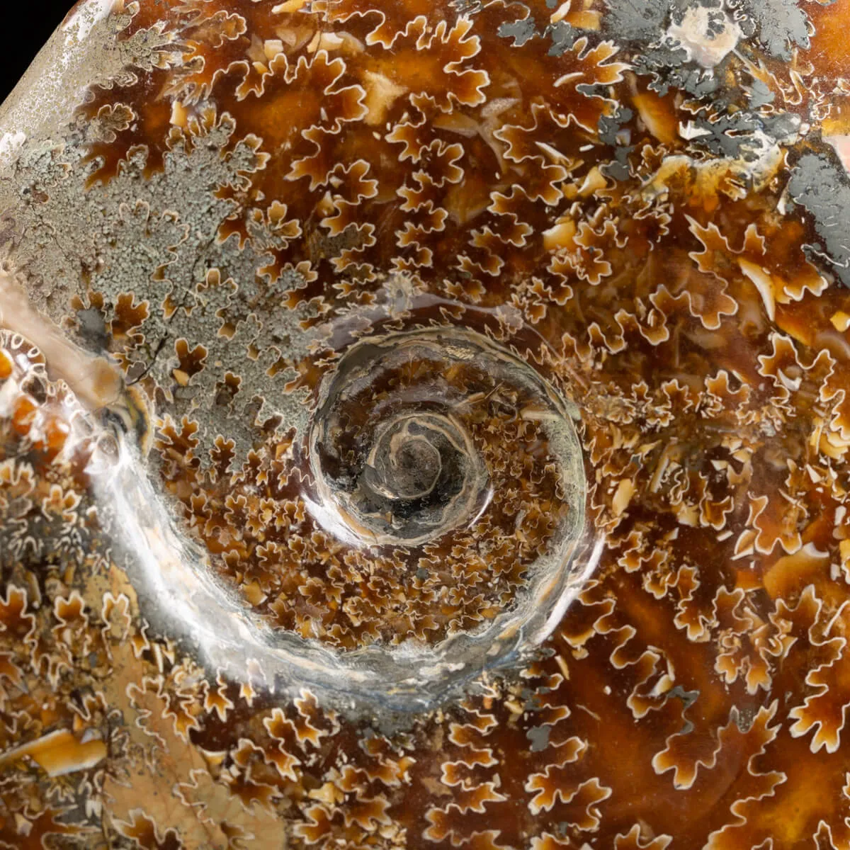Ammonite Cleoniceras