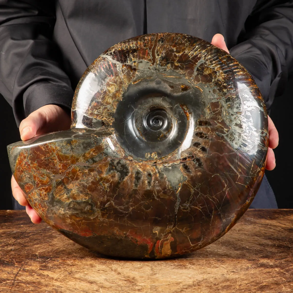 Ammonite Craspedodiscus Discofalcatus