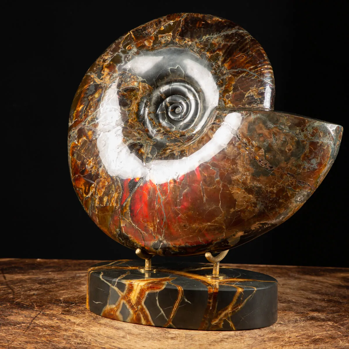Ammonite Craspedodiscus Discofalcatus