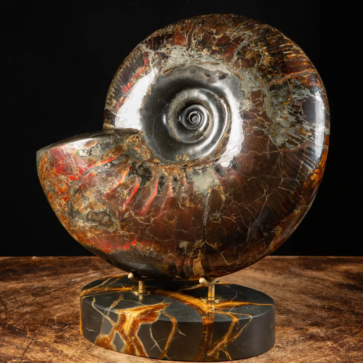 Ammonite Craspedodiscus Discofalcatus