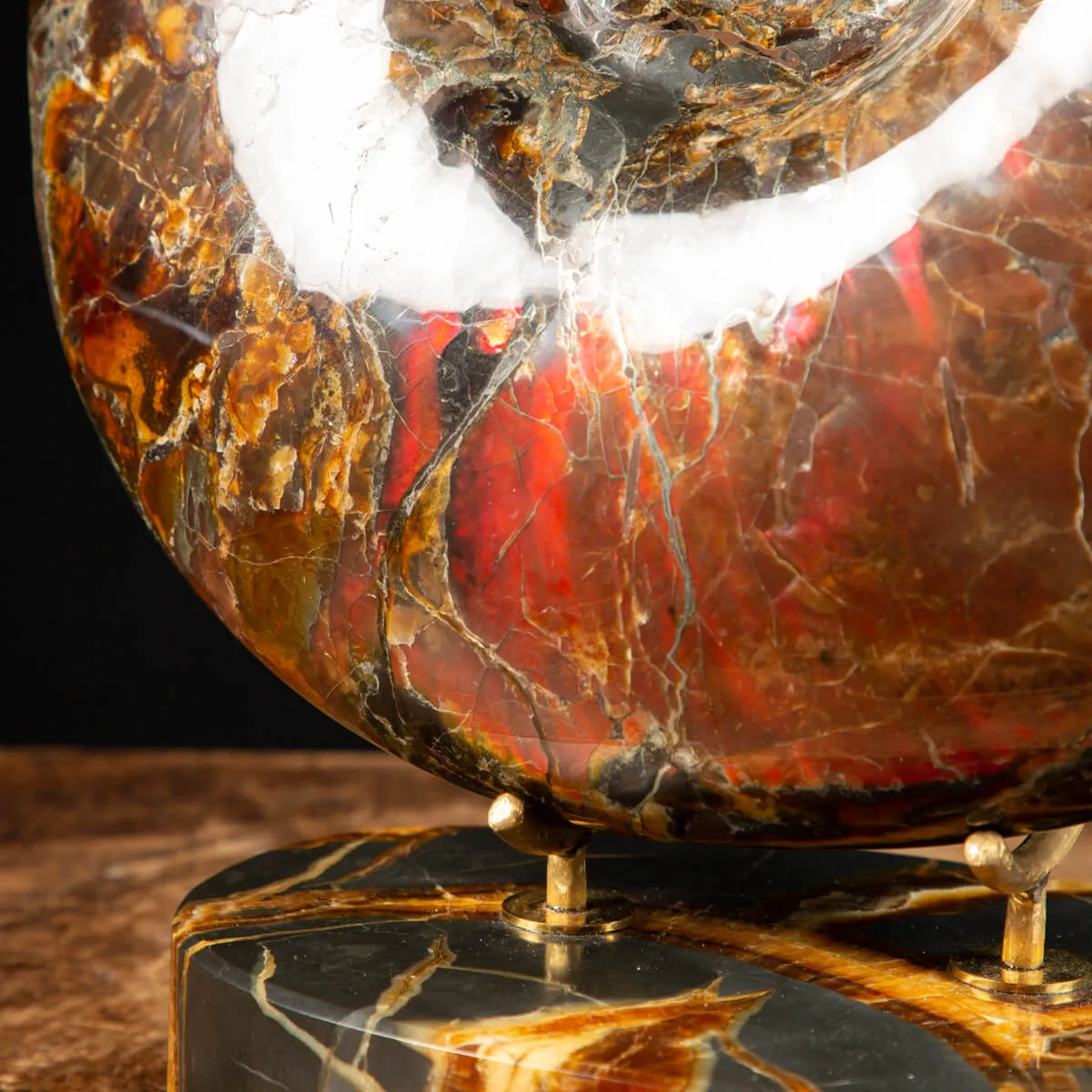 Ammonite Craspedodiscus Discofalcatus