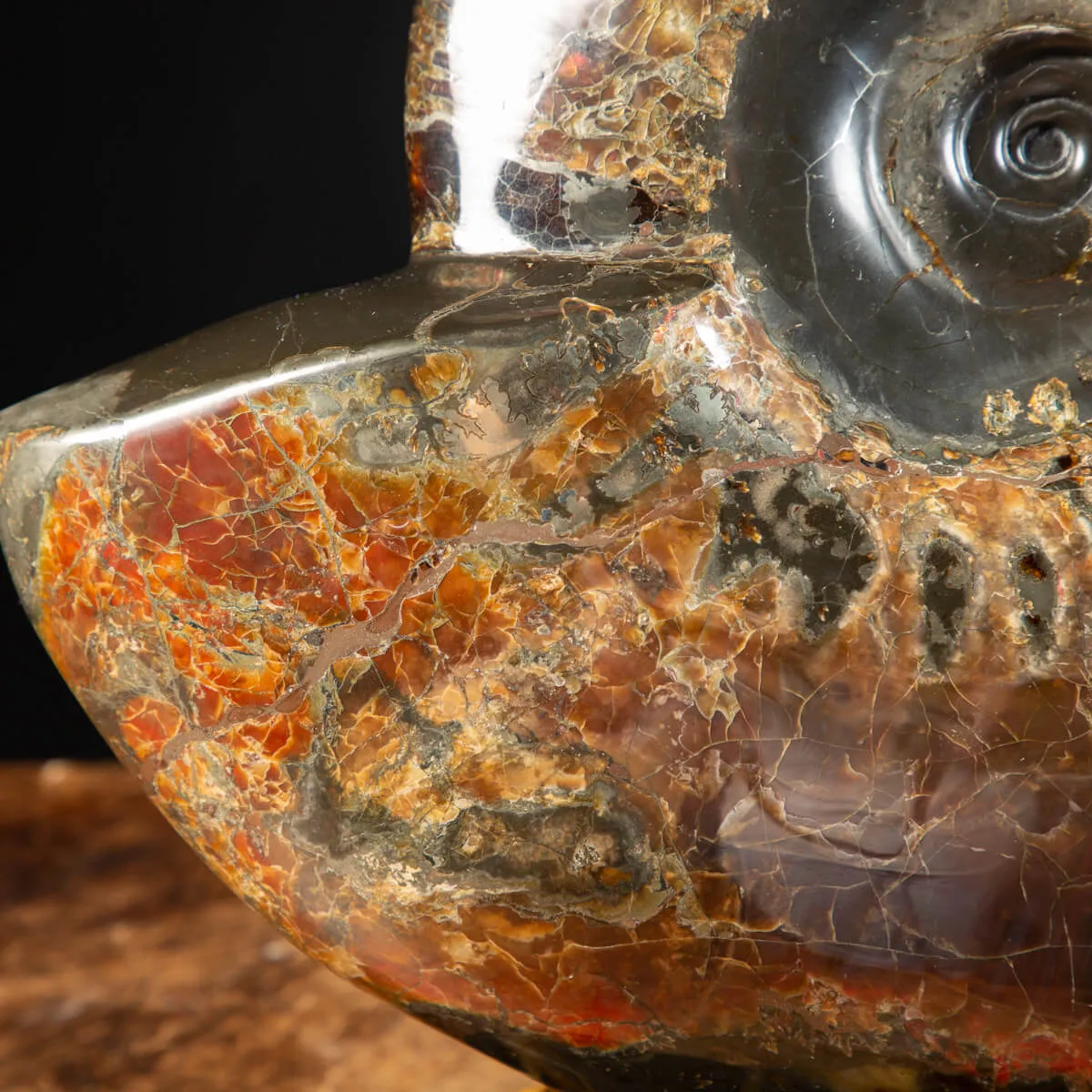Ammonite Craspedodiscus Discofalcatus