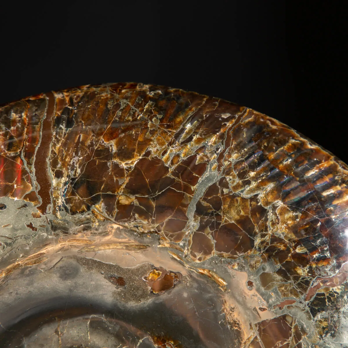 Ammonite Craspedodiscus Discofalcatus