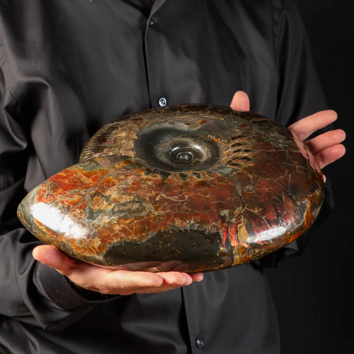 Ammonite Craspedodiscus Discofalcatus