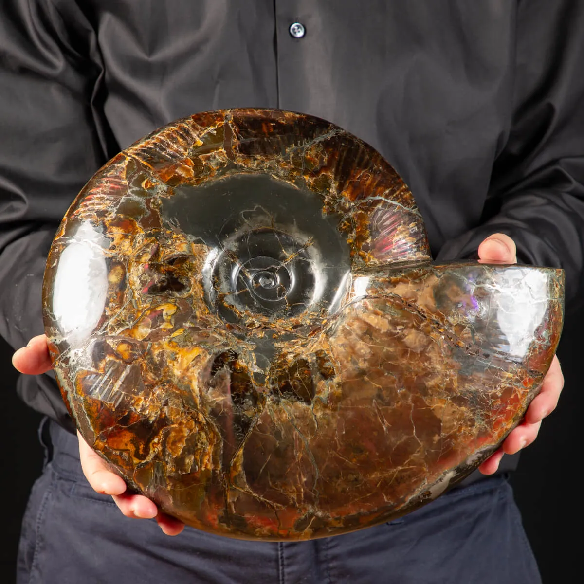 Ammonite Craspedodiscus Discofalcatus