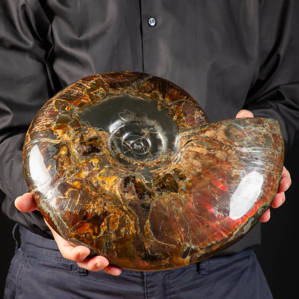Ammonite Craspedodiscus Discofalcatus