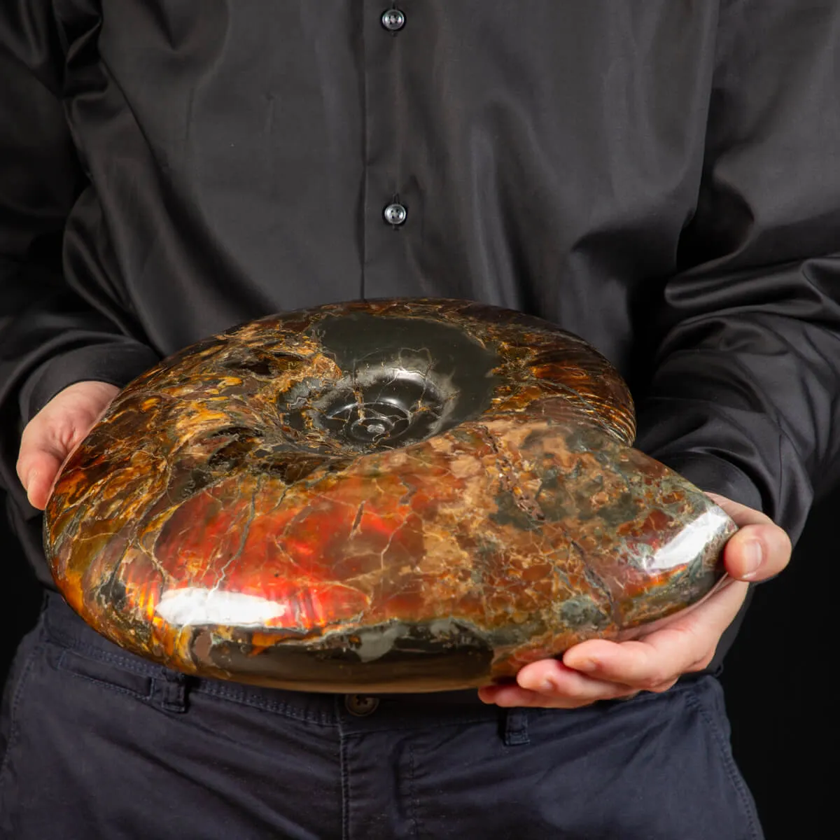 Ammonite Craspedodiscus Discofalcatus