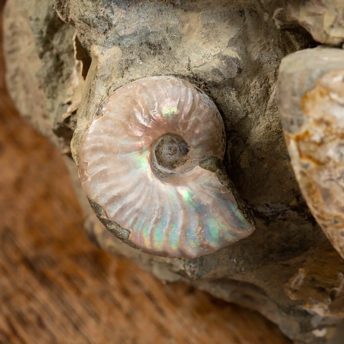 Gruppo di Ammoniti e Nautilus
