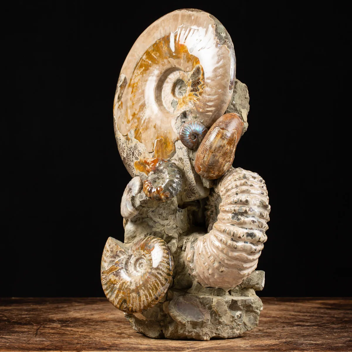 Gruppo di Ammoniti e Nautilus