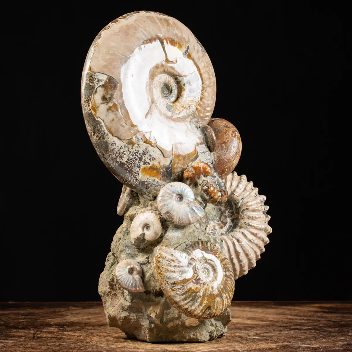 Gruppo di Ammoniti e Nautilus