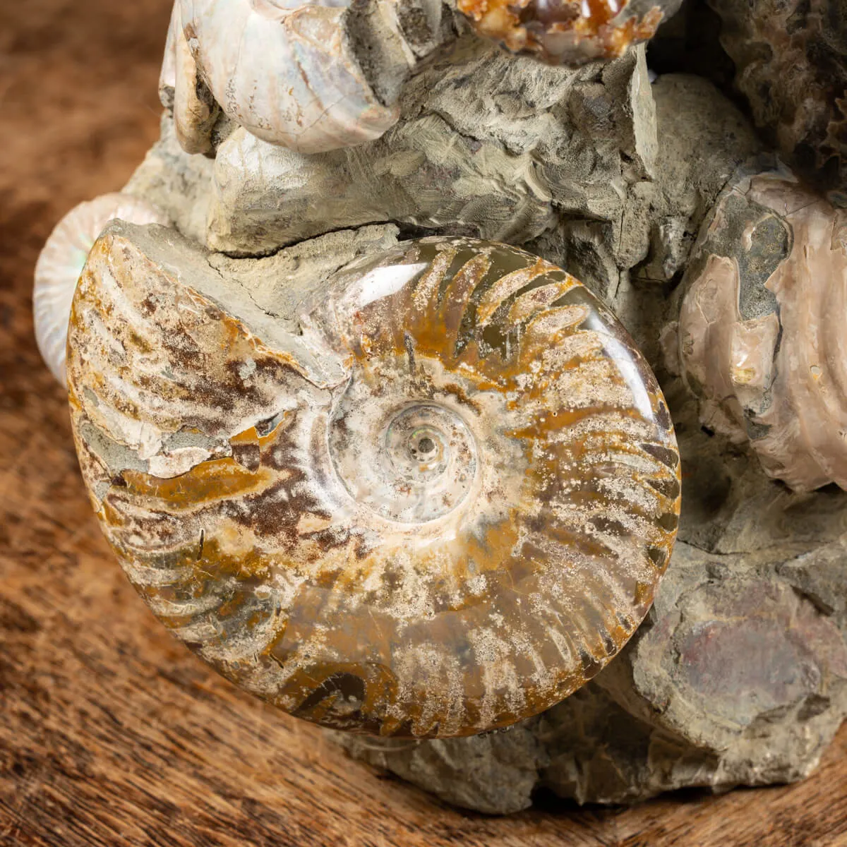 Gruppo di Ammoniti e Nautilus