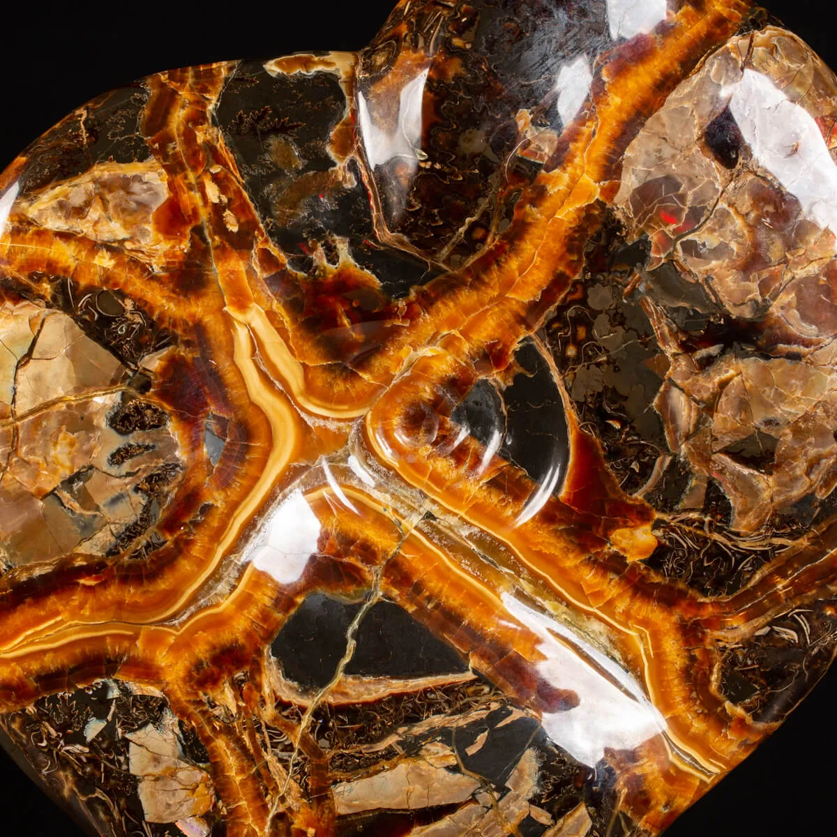 Ammonite Craspedodiscus Discofalcatus