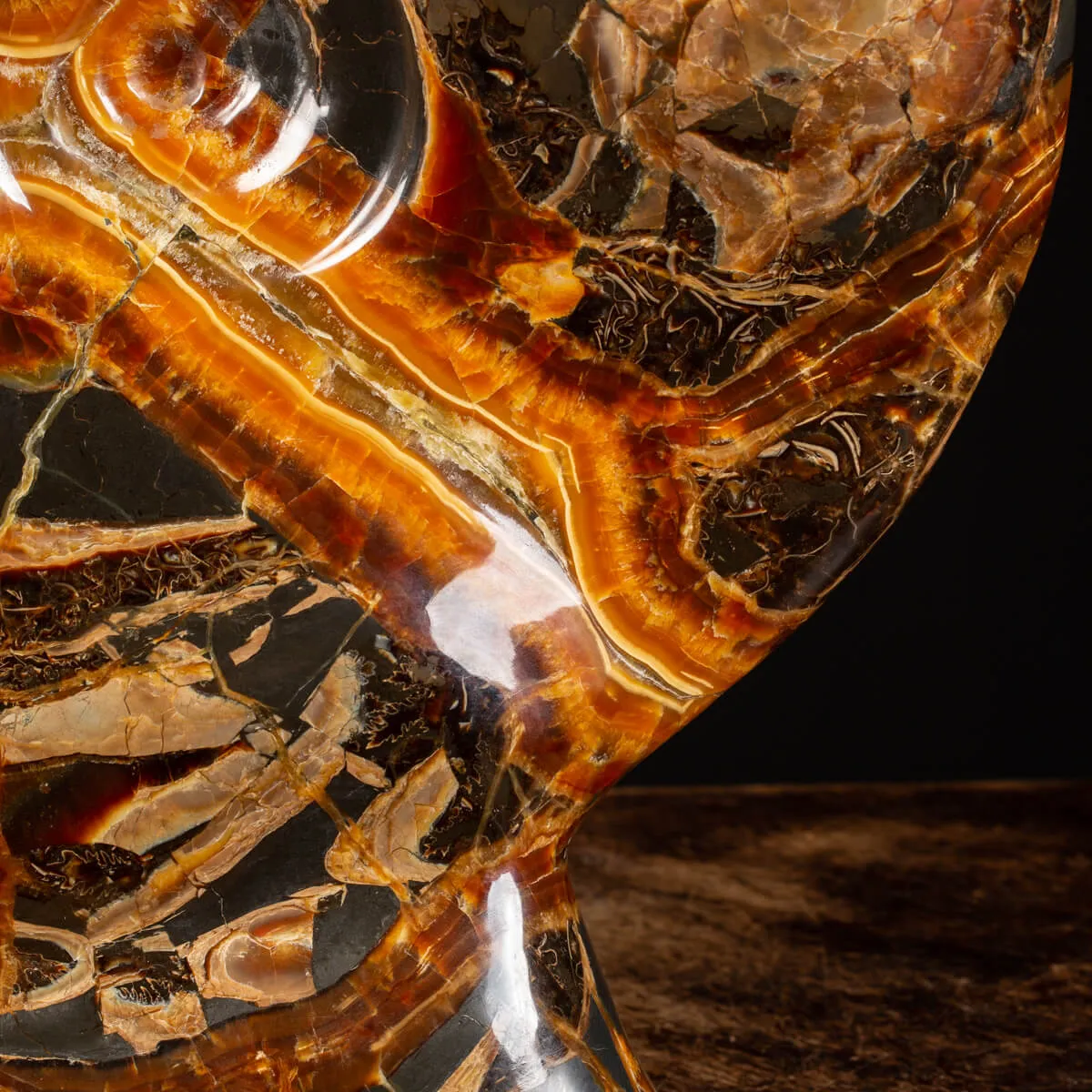 Ammonite Craspedodiscus Discofalcatus