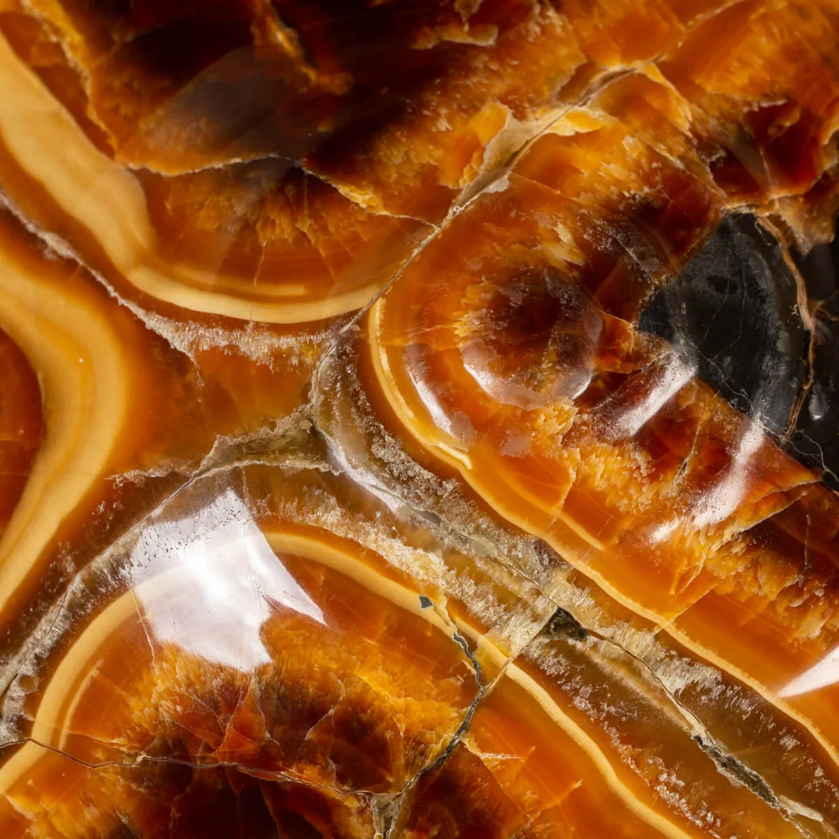 Ammonite Craspedodiscus Discofalcatus