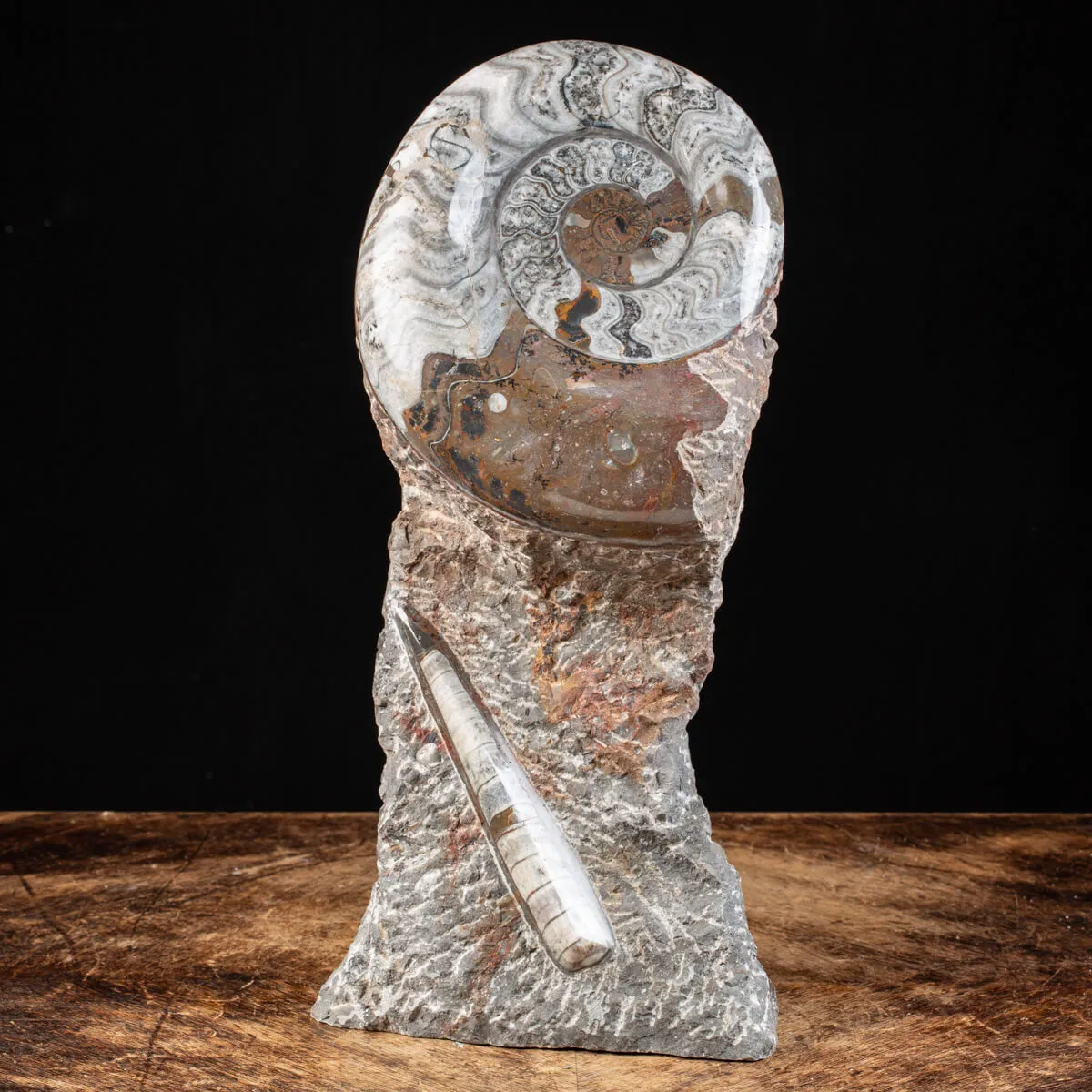 Ammonite Goniatite