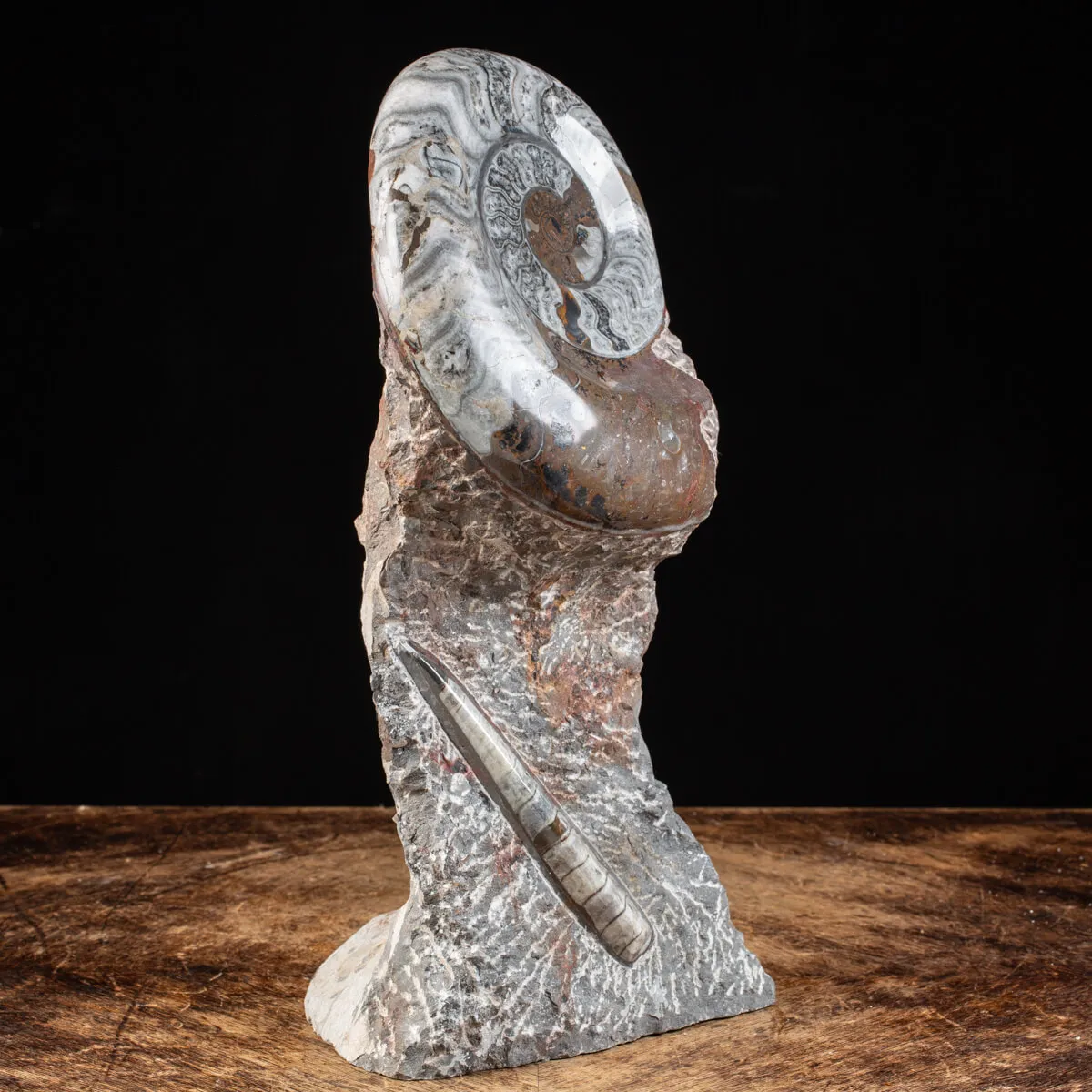 Ammonite Goniatite