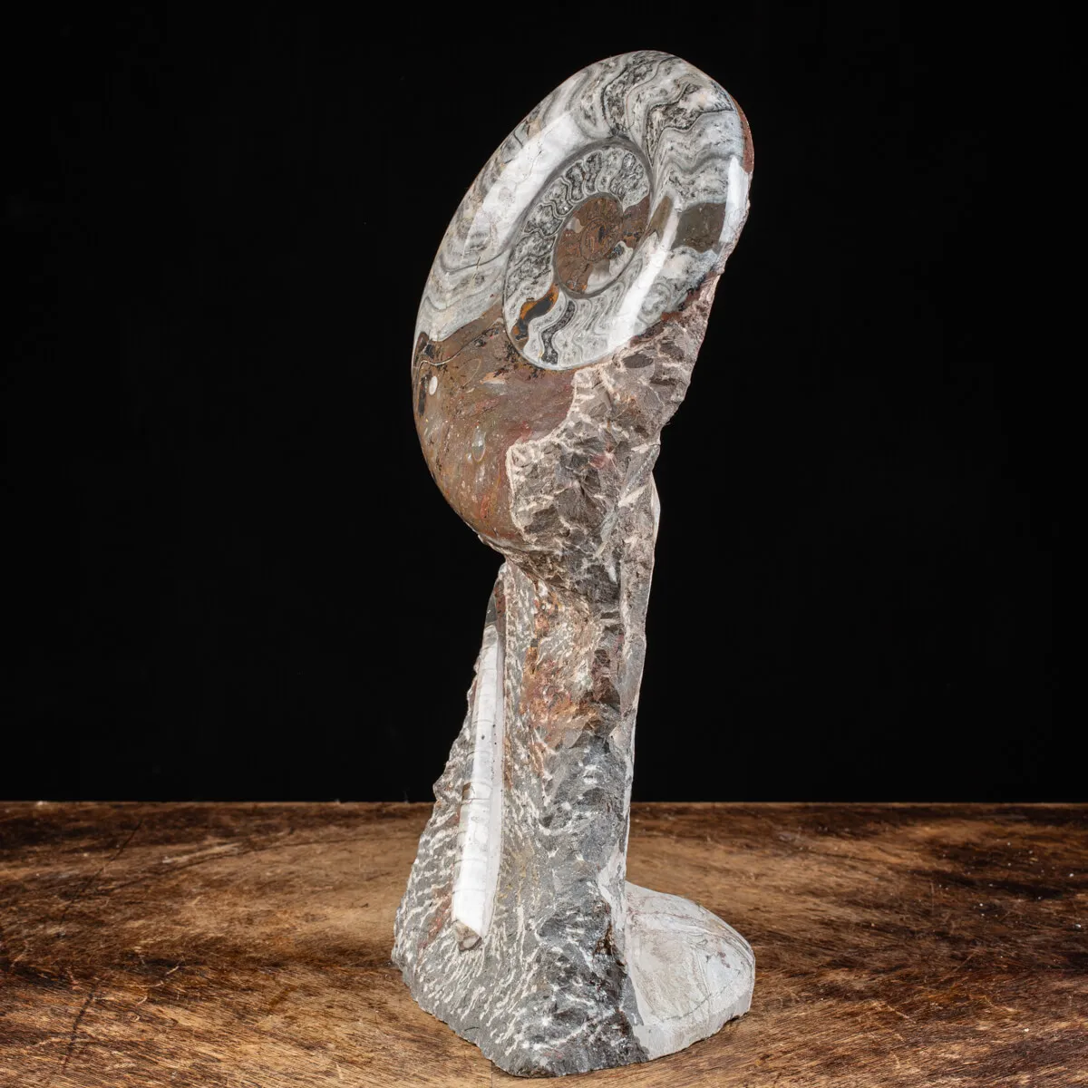 Ammonite Goniatite