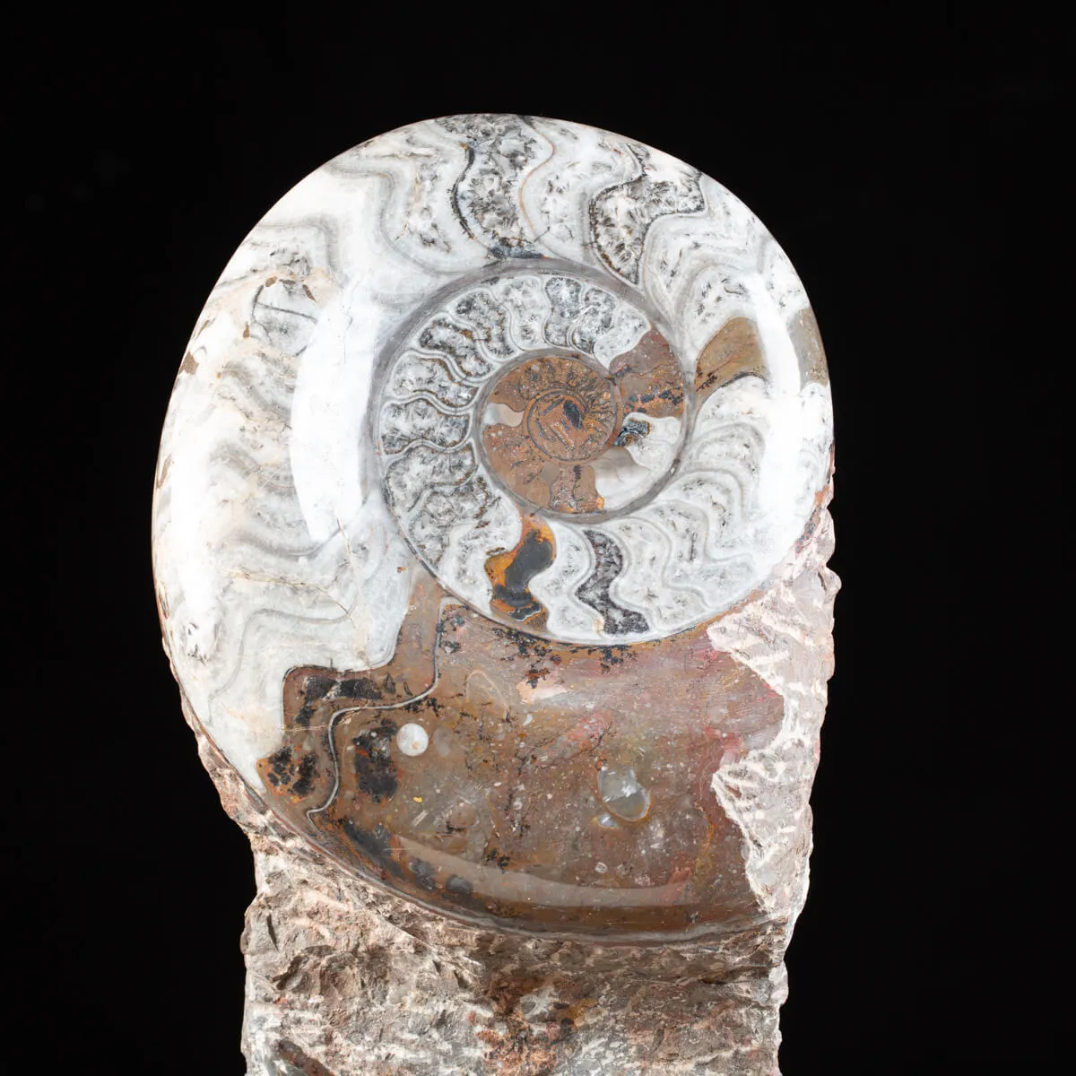 Ammonite Goniatite