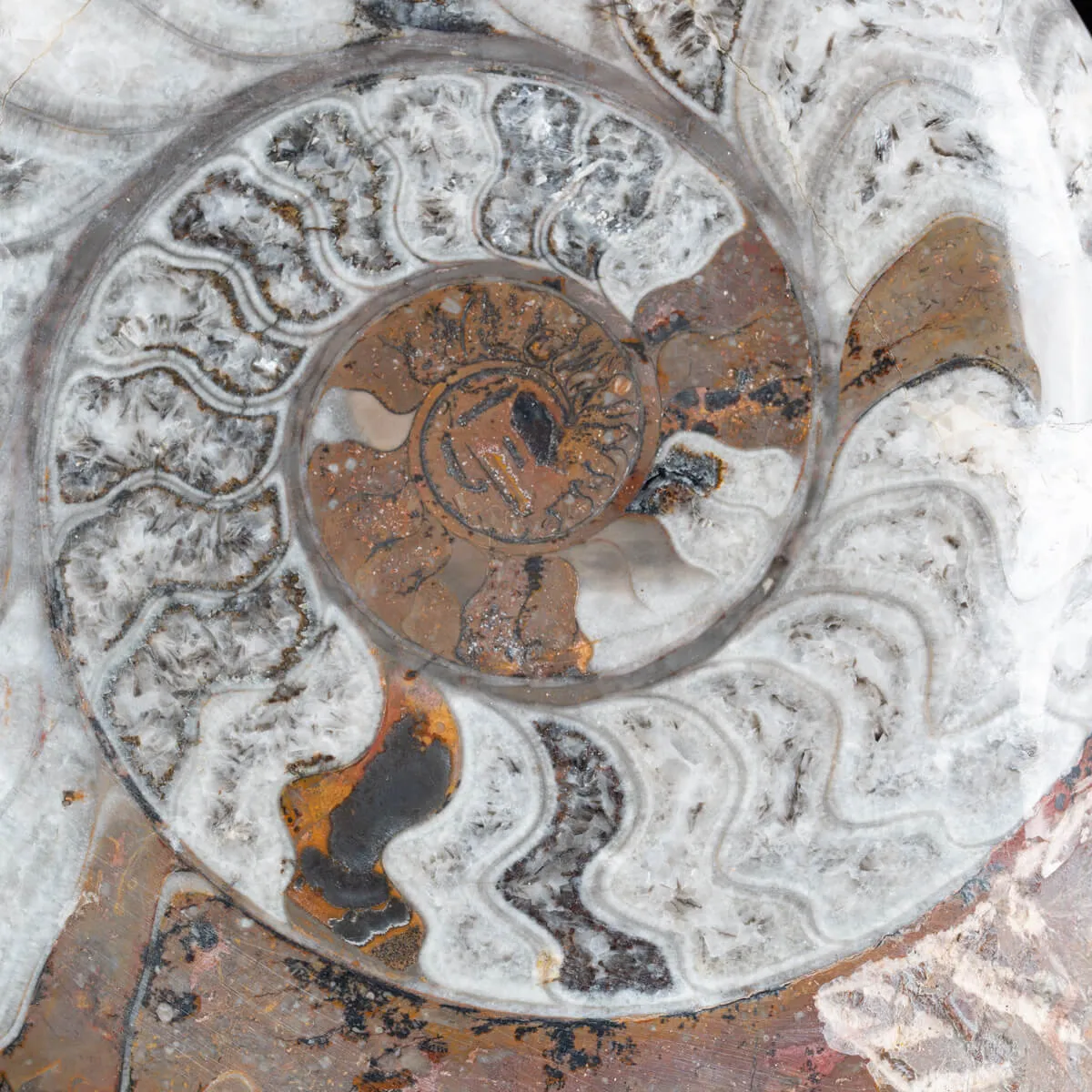 Ammonite Goniatite