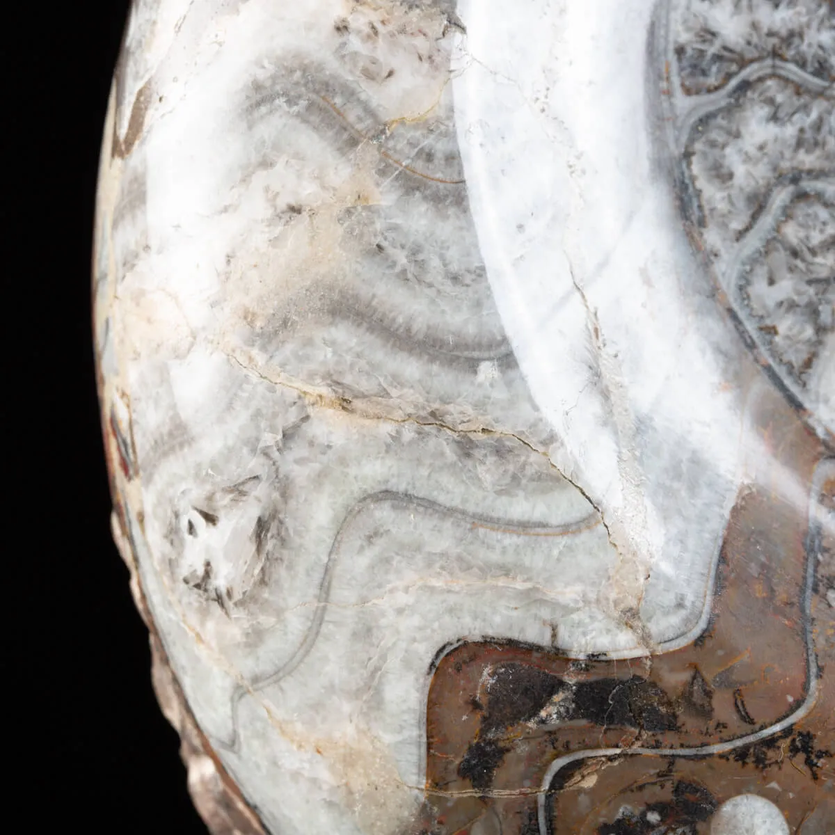 Ammonite Goniatite