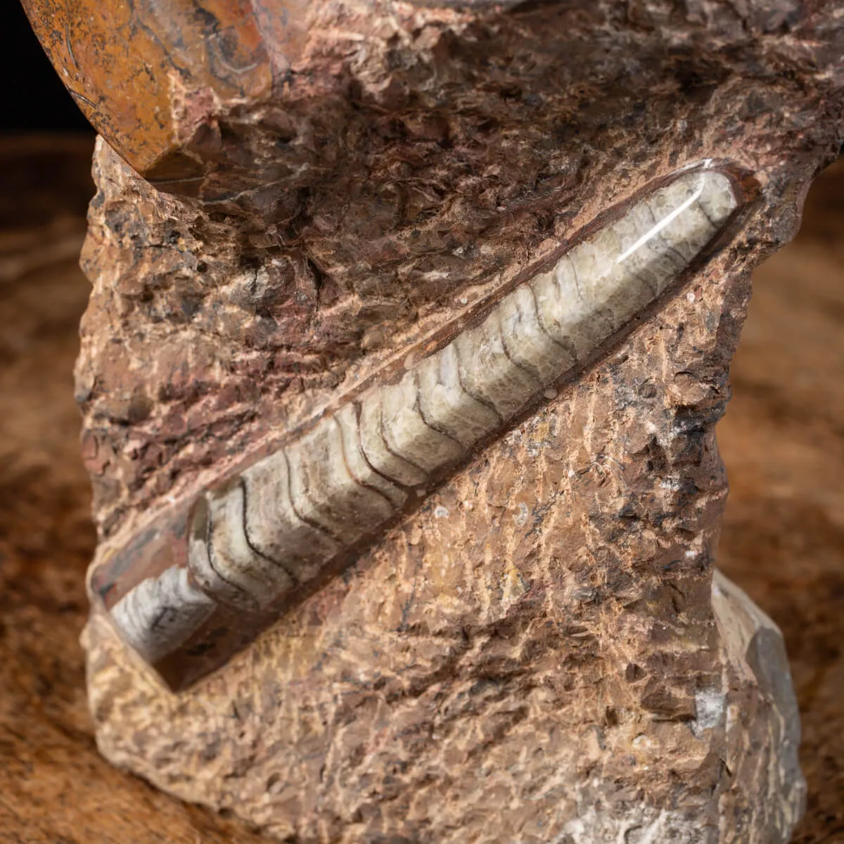 Ammonite Goniatite