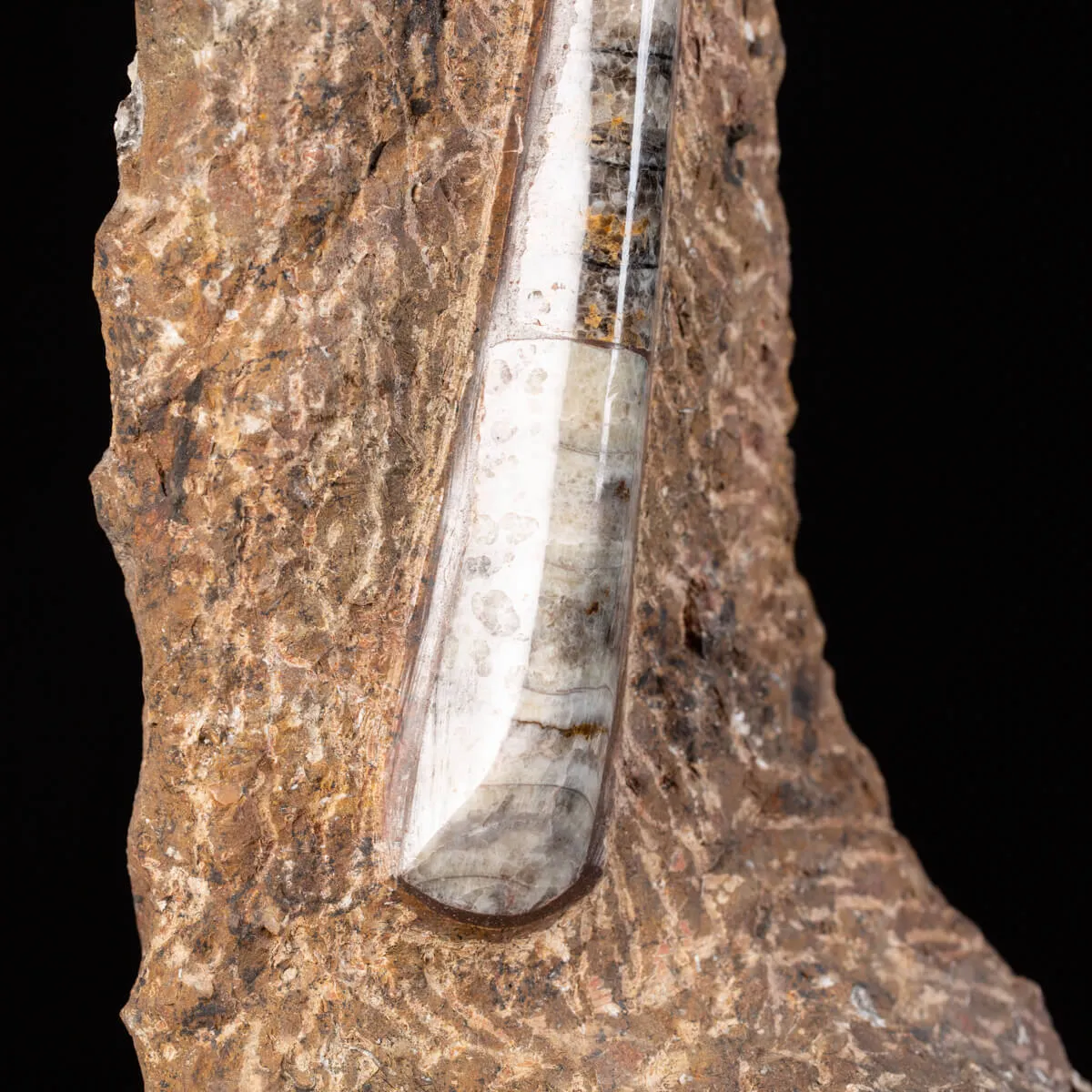 Ammonite Goniatite