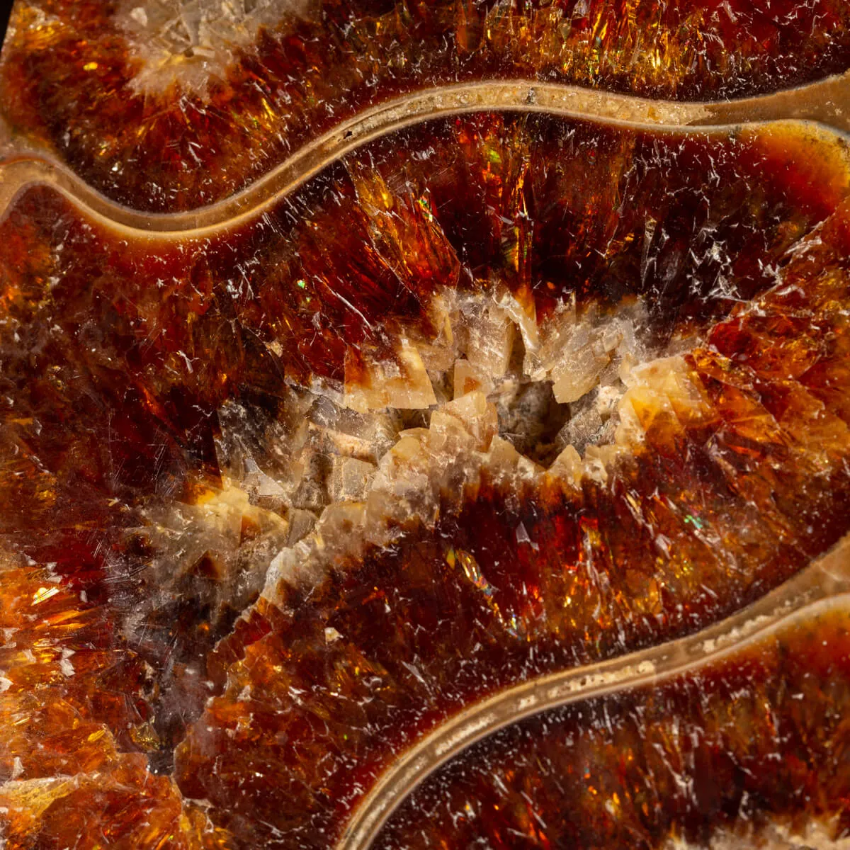 Ammonite Cleoniceras