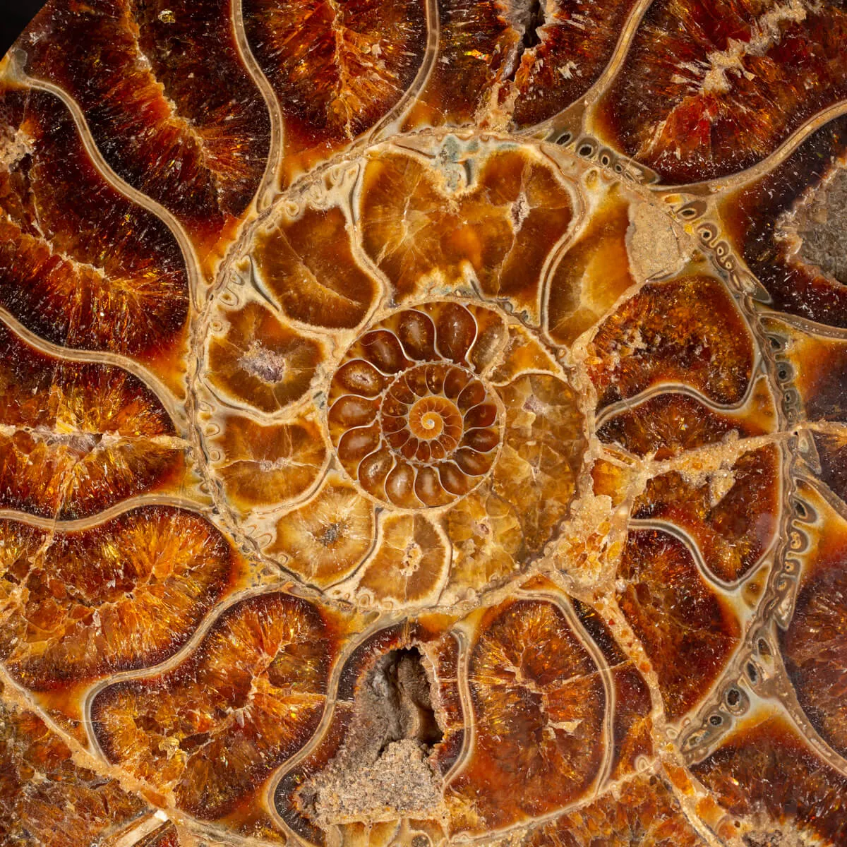 Ammonite Cleoniceras