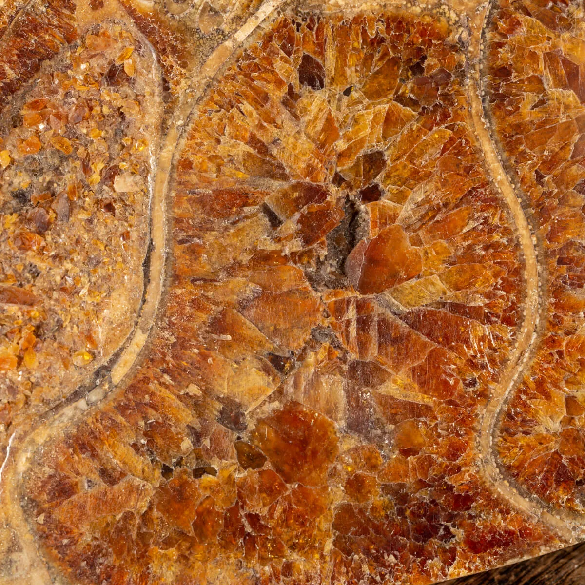 Ammonite Cleoniceras