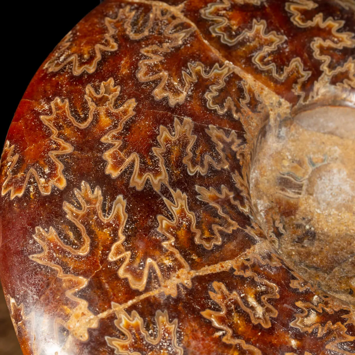 Ammonite Cleoniceras