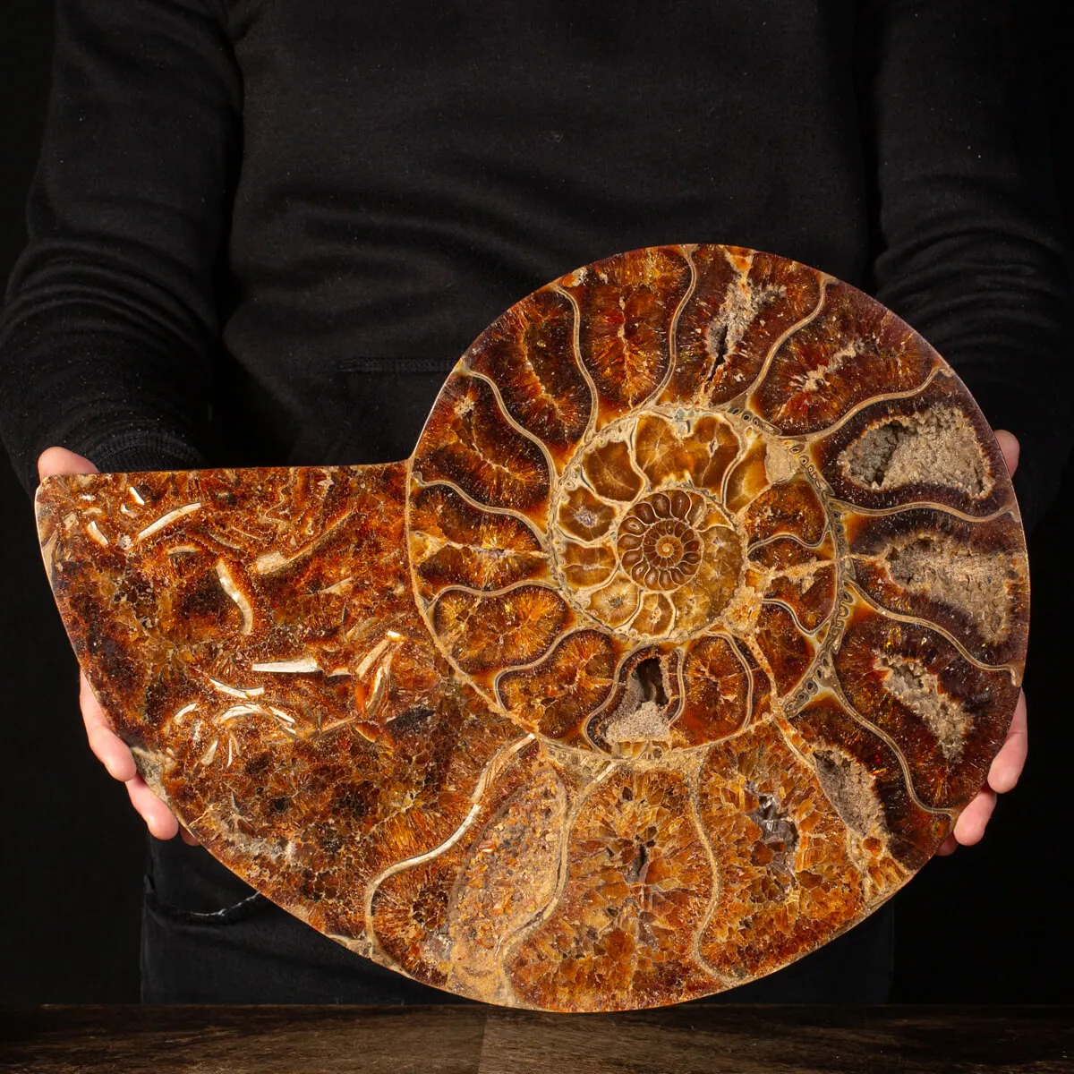 Ammonite Cleoniceras