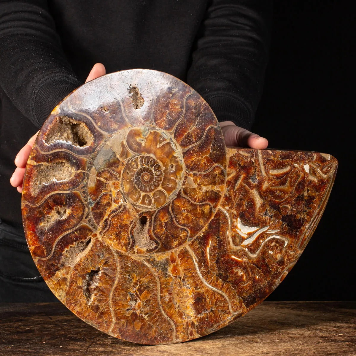 Ammonite Cleoniceras